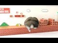 ハムスター ココちゃん、1年ぶりにハムマリオに挑戦！ WORLD1-1（HAMUMARIO）Hamster Super Mario Bros.