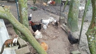 ENFIN DE NOUVEAUX POULETS DANS MON PARC APRÈS L'ATTAQUE DE LA FOUINE ! 🎈🎊