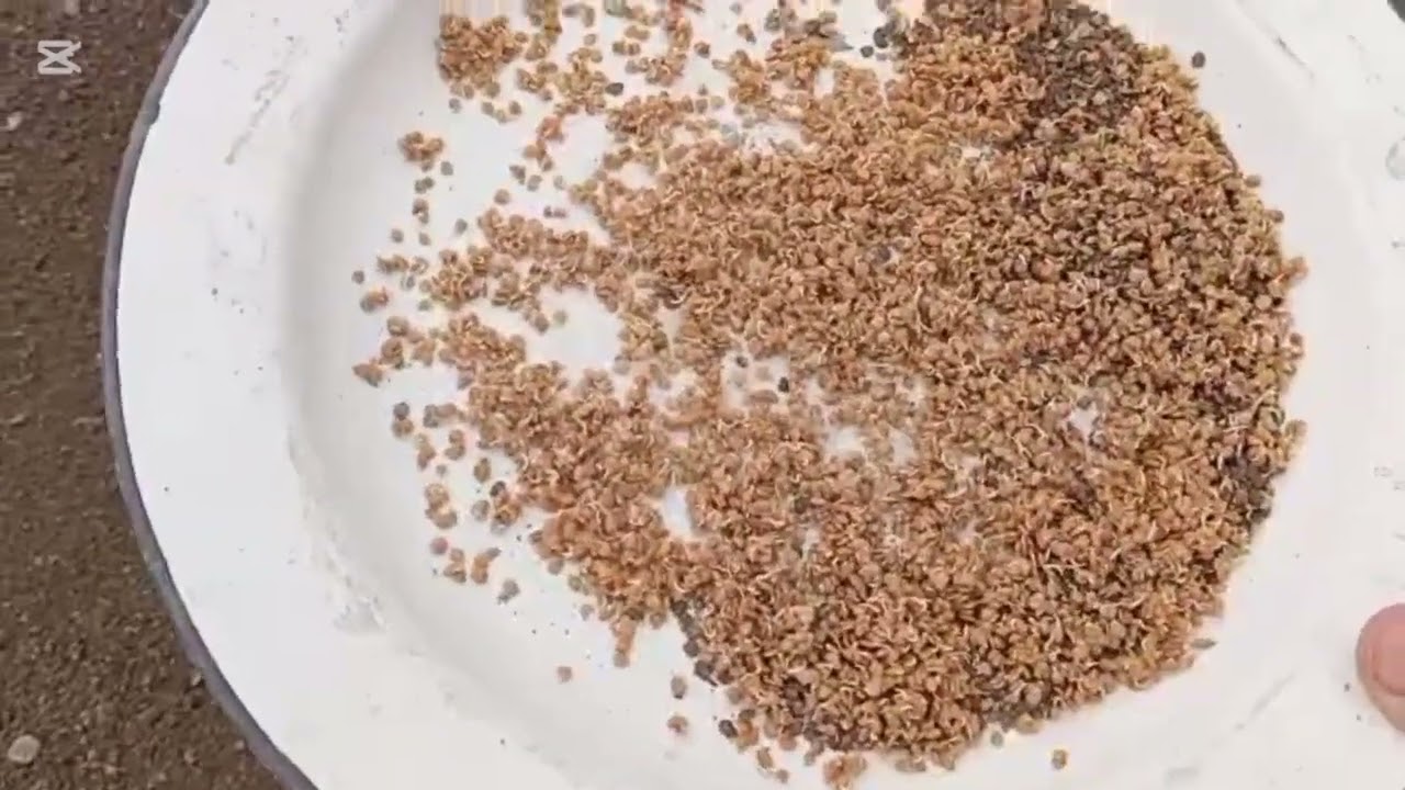 Dexqonchilikni 0 Dan boshlash