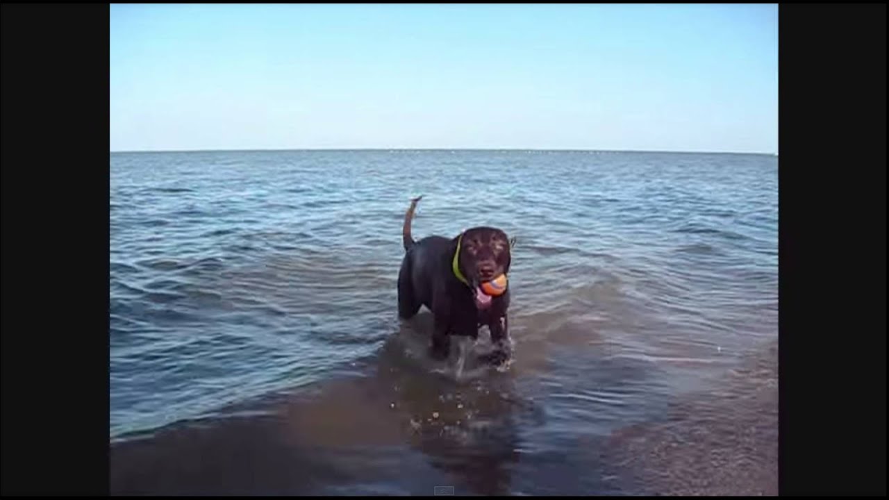 dog ear protectors for swimming