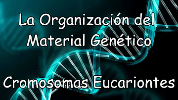 Qual a relação entre a duplicação de um cromossomo de eucarionte e a replicação do DNA?