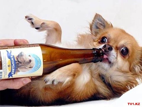 Видео: 15 сортов пива для любителя собак