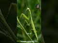 El Insecto que Caza Pájaros y Devora al Macho Vivo — La Asesina Perfecta