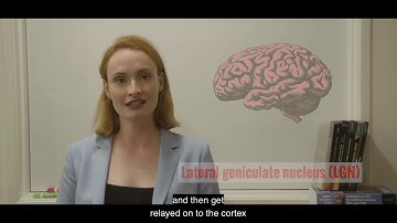 Introduction to Brain and Consciousness 2.1 - Overview of the Visual Areas