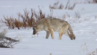 A Wilder View: Coyotes finding homes in people’s backyards