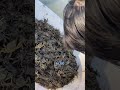 Farmer Raises Crabs in Rice Fields… And It Actually Works!