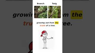 branch vs twig #ielts #ieltsvocabulary #english #englishvocabulary #englishlearning