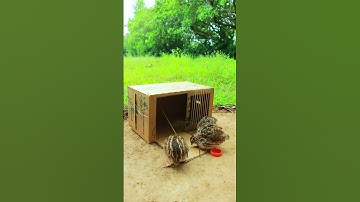 Create Amazing Bird Trap - Quail Trap #creative trap #shorts