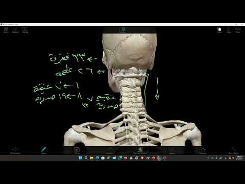 الدعامة في الانسان العظام 2026