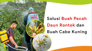 Buah Pecah Menguning dan Bunga Rontok! Kocor dan Semprot Bahan Ini Langsung Sembuh