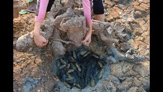 Wow! Found Big Nest Fish Under Big Wood. Fishing On Dry Season