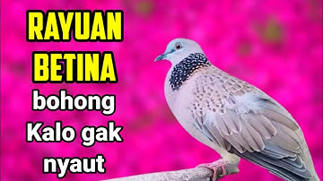 DERKUKU BETINA MEMANGGIL JANTAN ASLI PASTI LANGSUNG NYAUT
