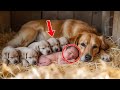 母犬が出産、しかし子犬たちの間に恐ろしいものを発見し飼い主はショックを受ける