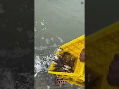 2022.8.21 日行一善 广结善缘 #放生#代放生