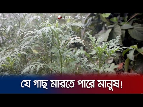 ভিডিও: রাশিয়ান জলপাই গাছ কি বিষাক্ত?