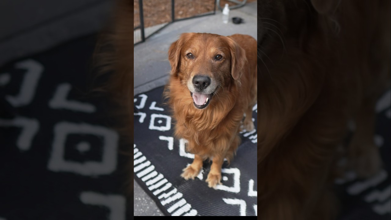 Dog Camps At Disney’s Fort Wilderness 