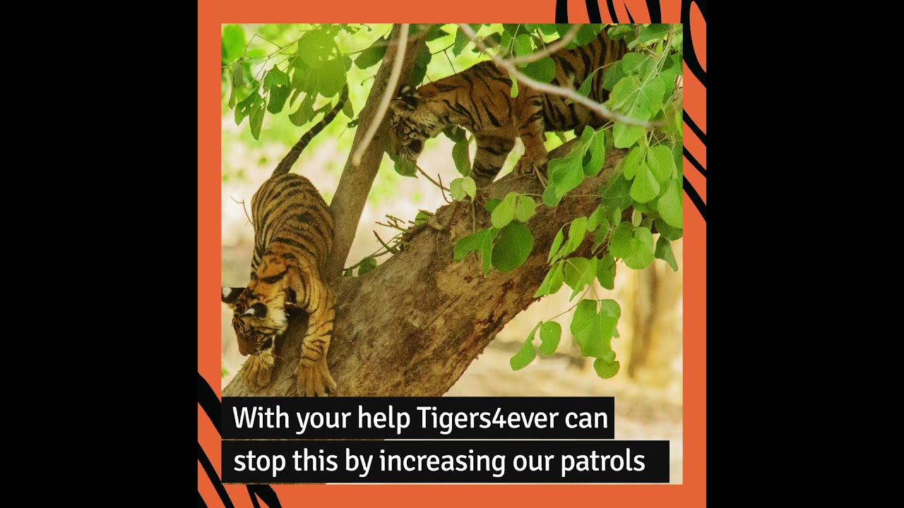 How DSWF is Protecting & Saving Tigers