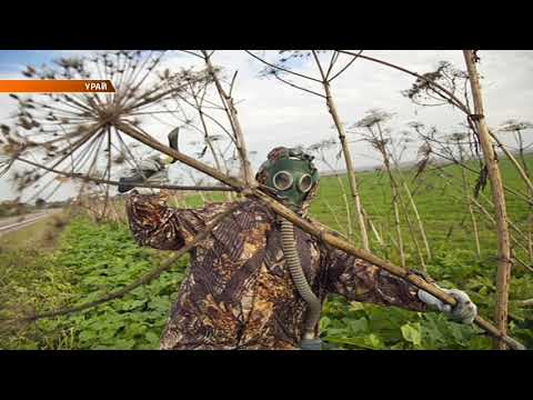 Борщевик. Чем опасен?
