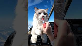 @cute cat #viral #cats