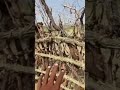 Dasi culture video #song #sindhisong #newsong #account #balochisong #viralvideo #bolleywoodsong