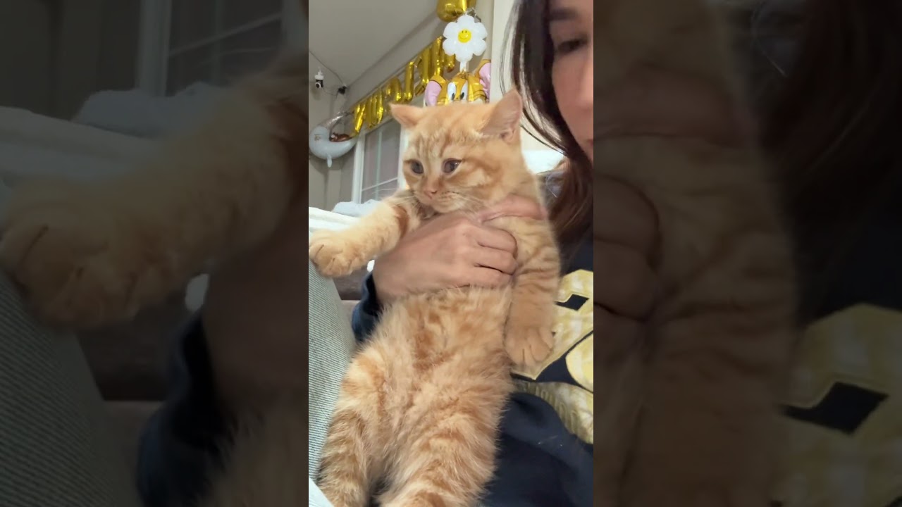 มี๊เอาคืนบ้าง #แมว #cat #cute #cutecat #funnycats #kitten #pets #funny #แมวถังแก๊ส #meow