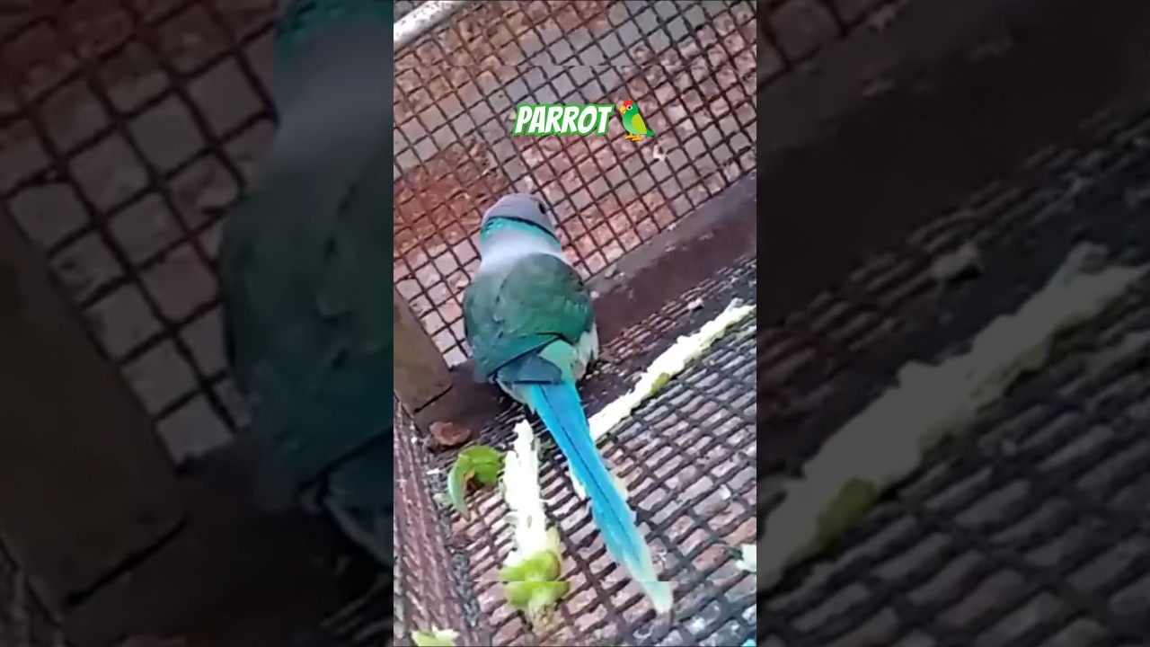 Parrot 🦜Photo_Shy_Keeru🧿