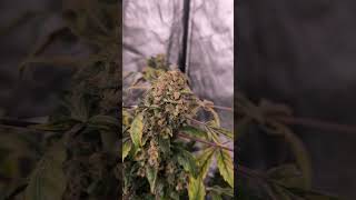 Squirt Banner Auto 