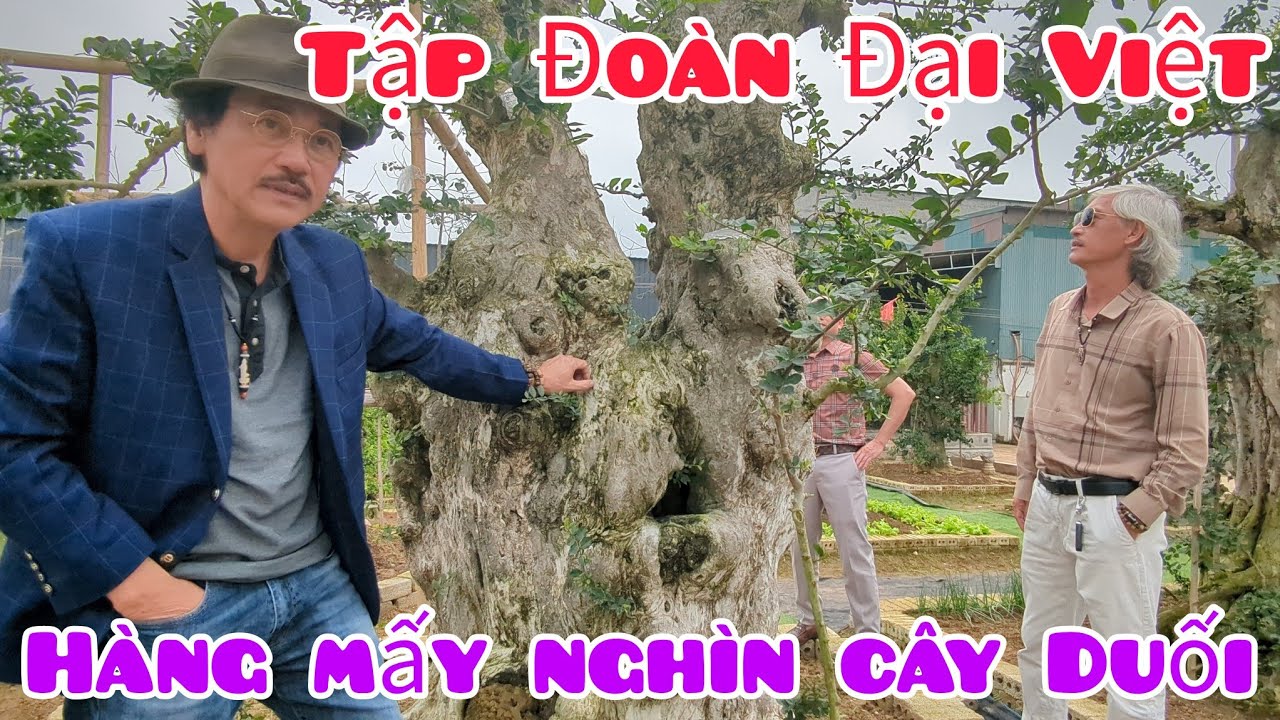 Lão Nông Trần Hiền và Gã Đầu Bạc đến thăm Tập Đoàn Sơn Đại Việt với mấy nghìn cây Duối