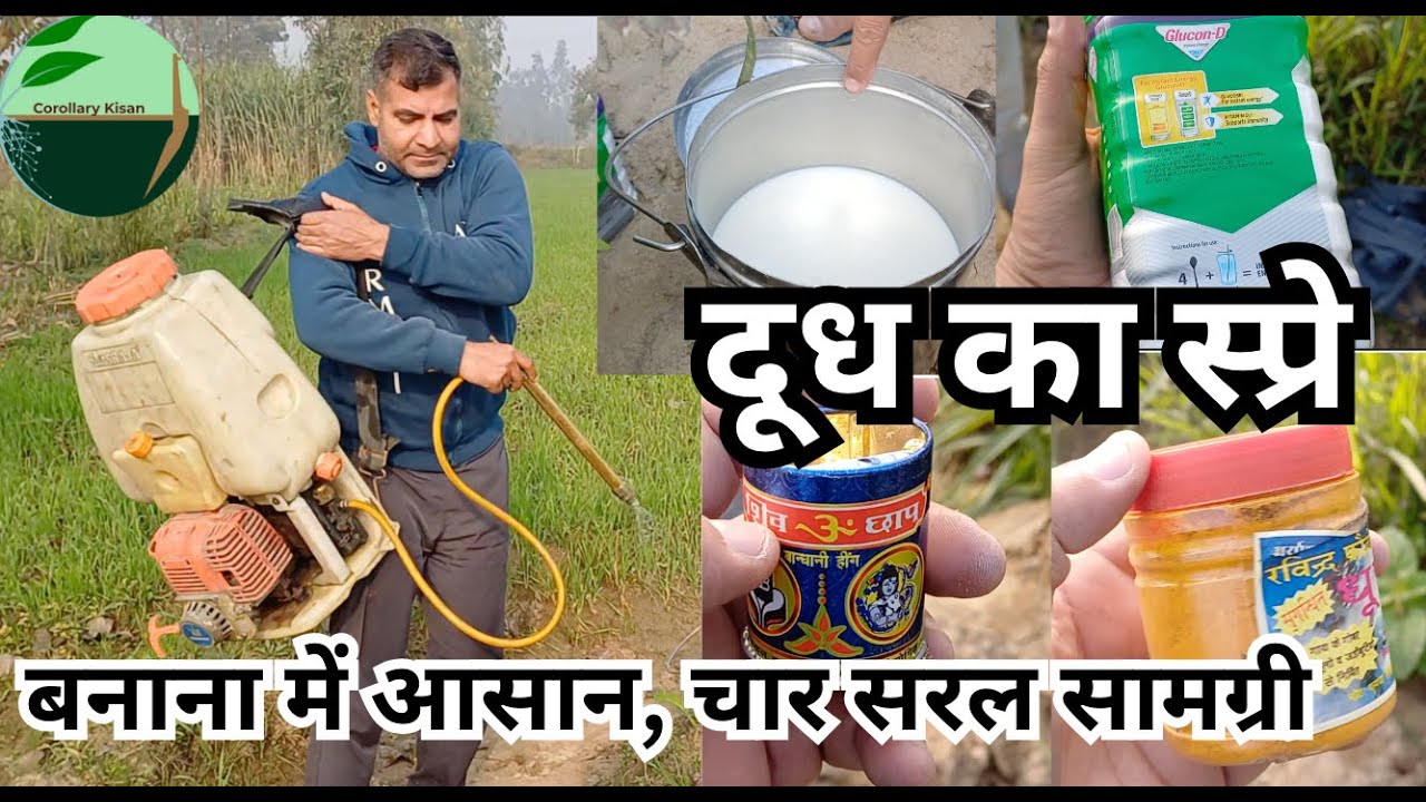 646-Kisan karyashala : दूध का स्प्रे , Milk_Spray, Rahul Jawan के साथ।