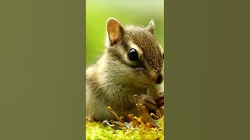 Những sự thật thú vị về loài sóc (phần 1) #suthatthuvi #kienthuc #dongvat