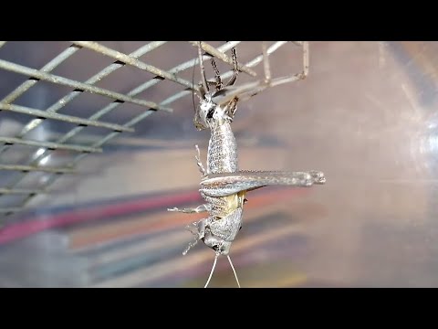 Линька серого кузнечика Wart-biter Katydid molting (Decticus verrucivorus).