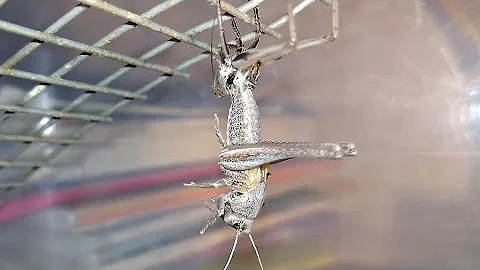 Линька серого кузнечика. Wart-biter Katydid molting (Decticus verrucivorus).