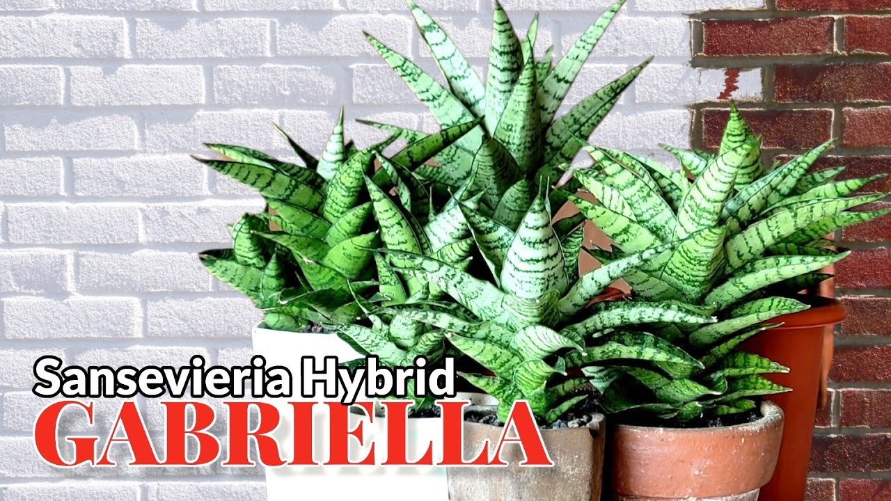 Sansevieria Hybrid Gabriella (Futura x Ballyi)