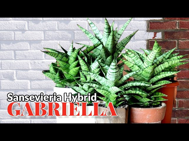 Sansevieria Hybrid Gabriella (Futura x Ballyi) - YouTube