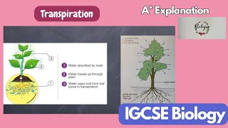 Transport in Plants- introduction