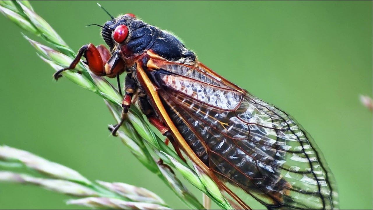 Summer sounds of Cicadas | 17 year Locust | Calm Before the Swarm ...