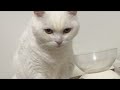 🔴Cat Live🇯🇵寝顔配信😴2026 #live #cat #scottishfold #猫 #قطة #кот #kucing #बिल्ली #gato #고양이