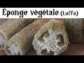 Éponge Végétale (la Luffa)