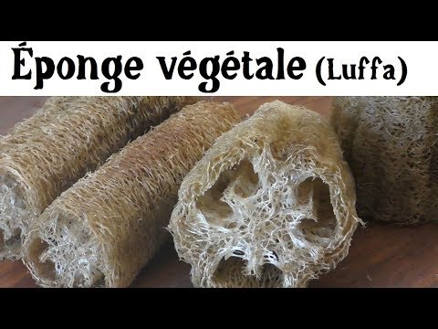 Vidéo: Tailler les plantes de luffa - Comment tailler une vigne de luffa