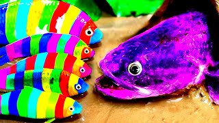 Top 5 Episodes Crocodiles Hunt Colorful Koi, Catfish Primitive Cooking Eels - Stop Motion ASMR #CoCo