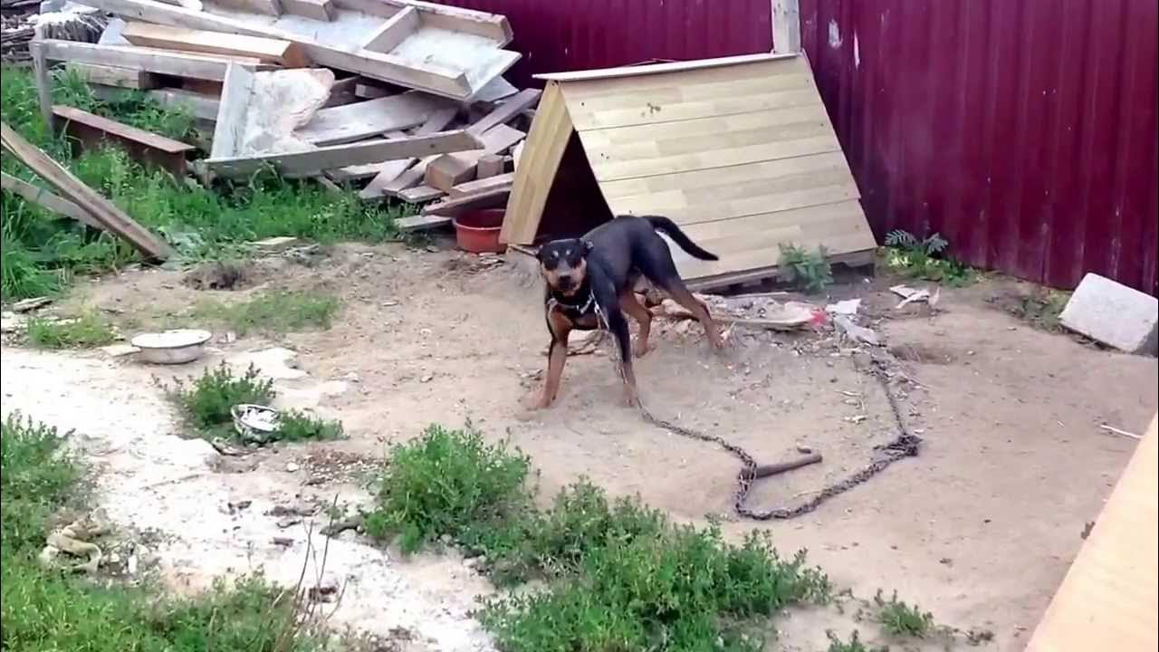 собака собирается на дачу. собака на даче. собака дача видео. доберман собирается на дачу. собака собирается на дачу.