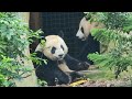 20230410 Giant Panda Jia Jia 嘉嘉 and Le Le 叻叻 Lunch time &amp; after @ River Wonders Singapore 新加坡河川生态园