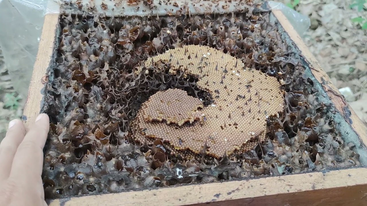 Telor kelulut naik topeng itu adalah rezeki 🐝 seron yoyok