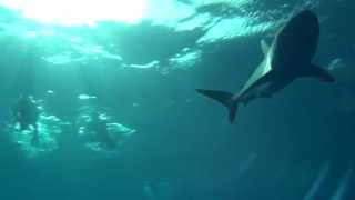 The Silky Sharks of Sudan