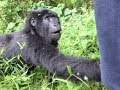 ¿Cómo reacciona un joven gorila al encontrarse con humanos? (Bwindi, Uganda)