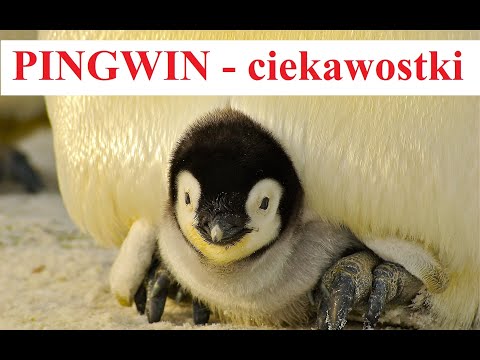 Wideo: Ciekawe fakty na temat pingwinów. Pingwiny z Antarktydy: opis