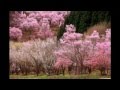 写真の秘訣 ★桜撮影の構図ポイント