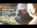 Детёныш японских макак родился в Ленинградском зоопарке!