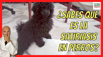 ¿Los perros saben cuándo estás excitado?