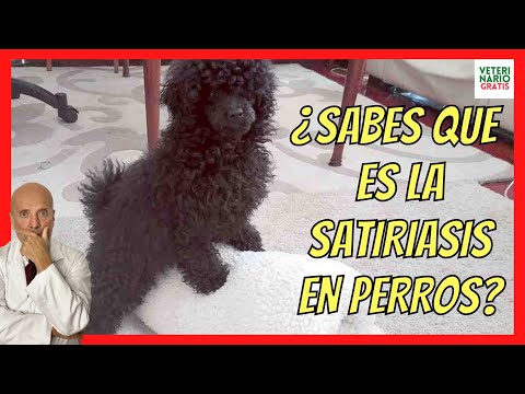 Video: ¿Por qué mi perro se pone tenso?